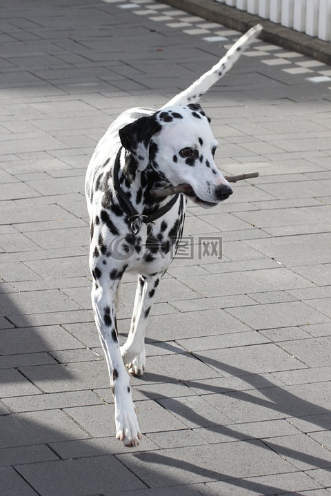 dalmatians,狗,动物