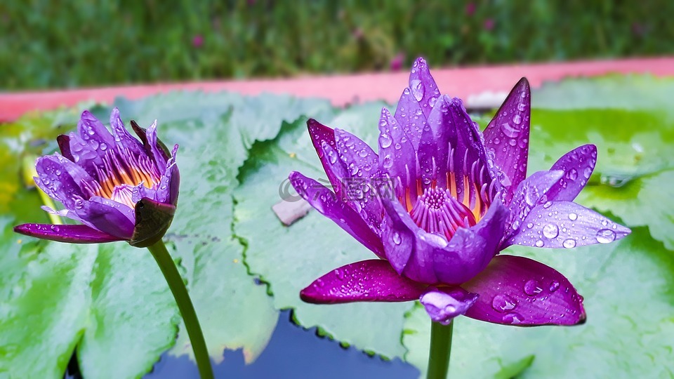 水百合,紫罗兰花,一滴水