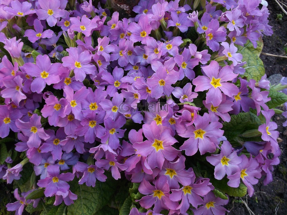 报春花,紫色的花朵,紫色报春花