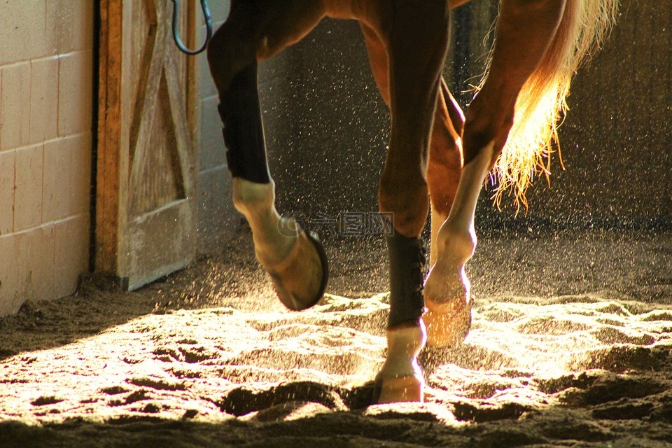 跳舞,马匹,蹄