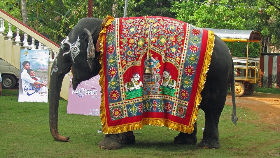 寺庙大象,印度,印度教