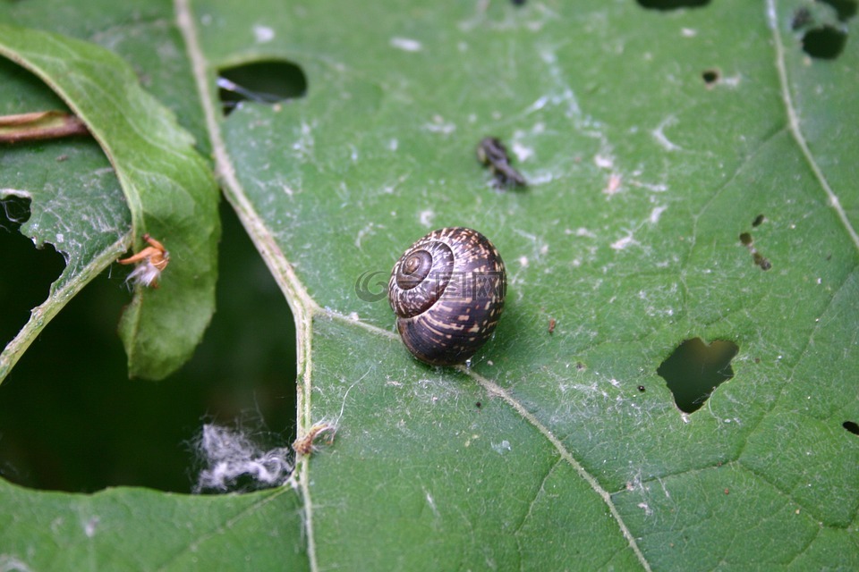 蜗牛,性质,蜗牛壳