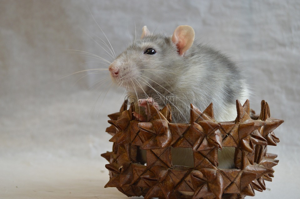 大鼠,装饰,在一个篮子里