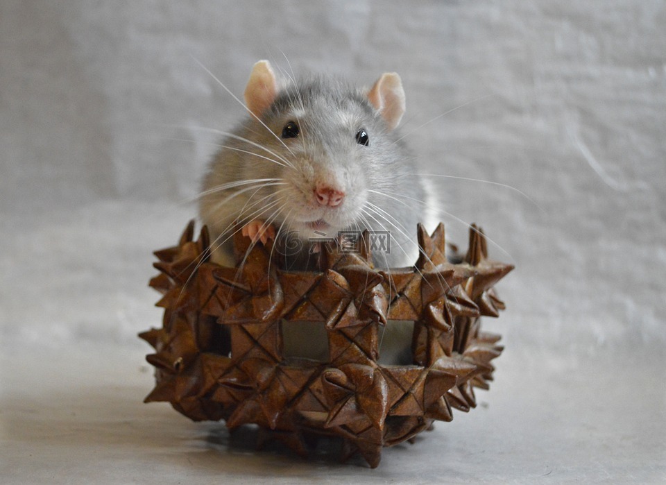 大鼠,装饰,在一个篮子里
