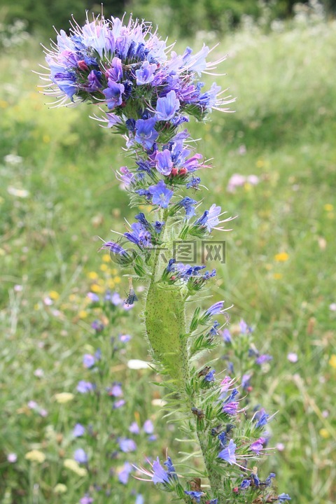 蓝色,blueweed,bugloss