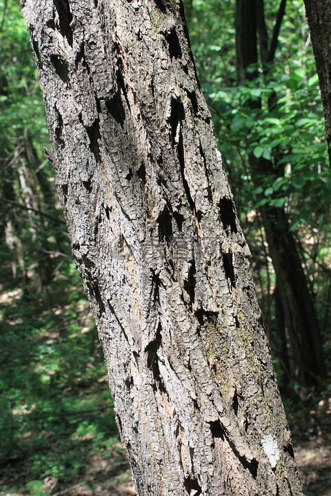 相思树树皮黑