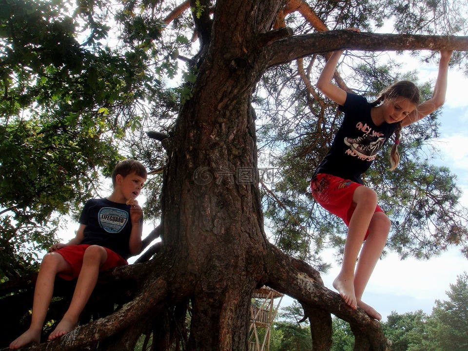 儿童,树,攀爬