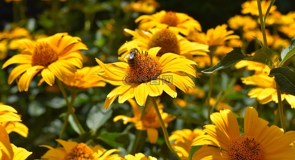 鲜花,蜜蜂,黄色