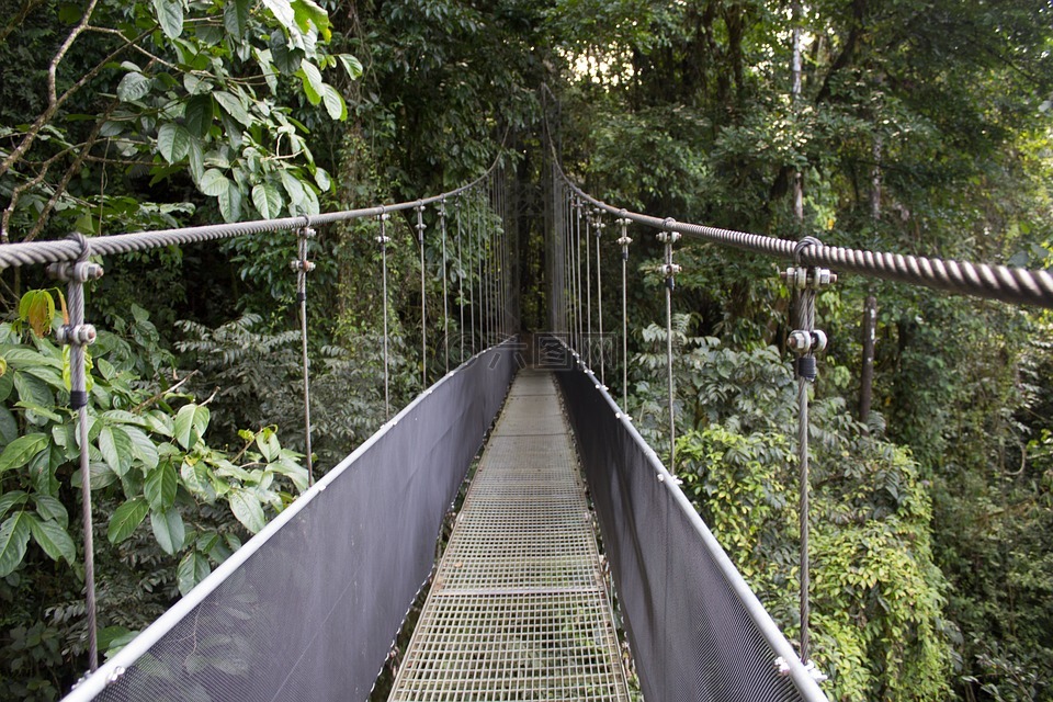 桥,雨林,哥斯达黎加