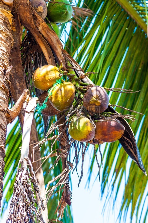 椰子,棕榈,棕涧叶