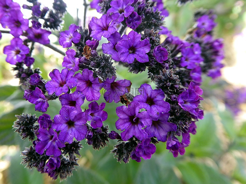 花,天芥菜,紫