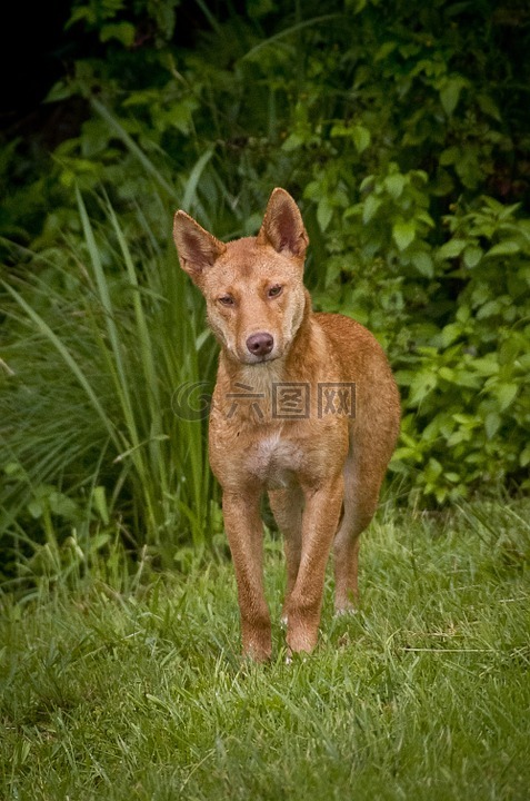 丁格犬装甲车图片