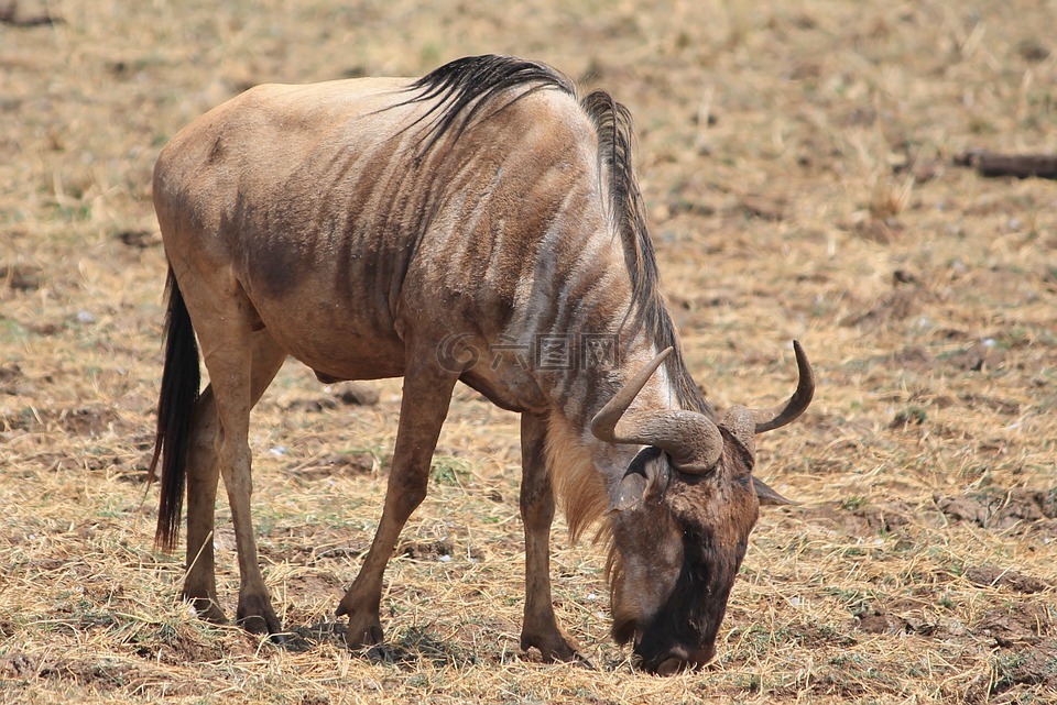 牛羚,动物,非洲