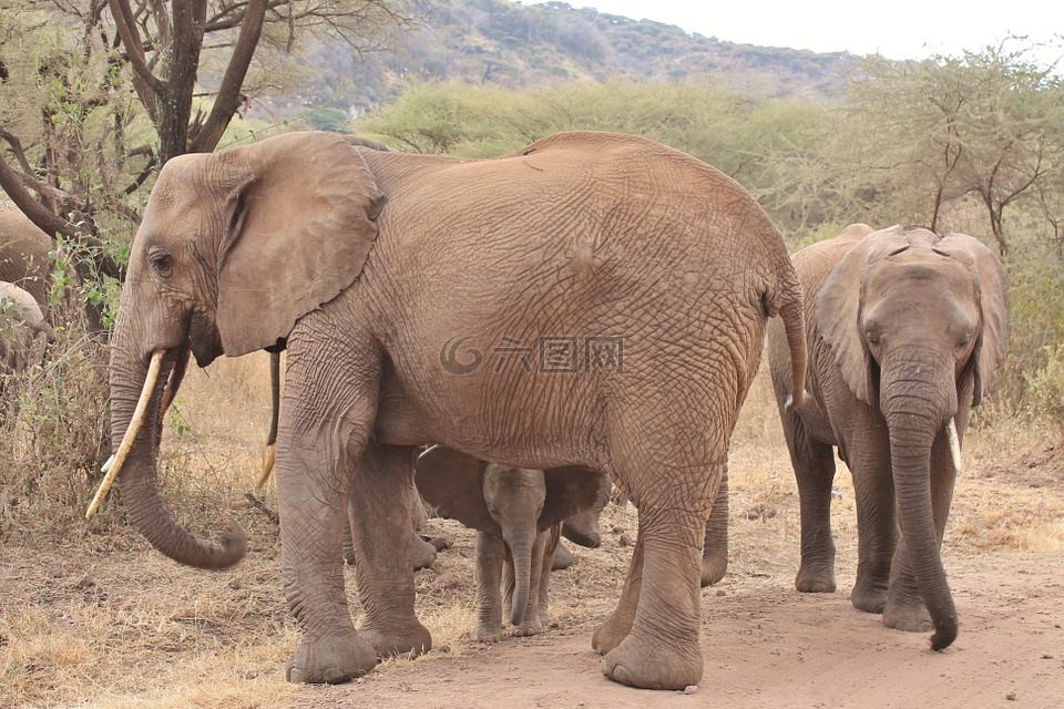 大象,动物,非洲