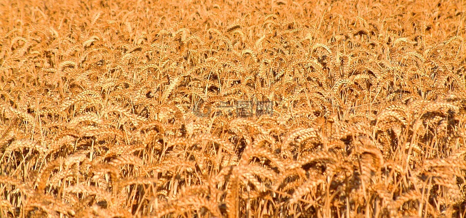 金色的残影,小麦,原野