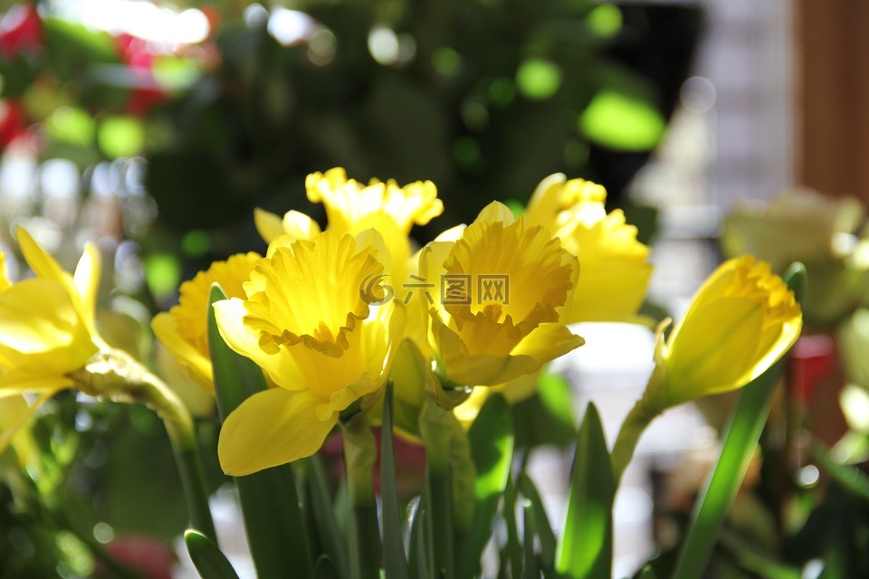 黄水仙,鲜花,春天