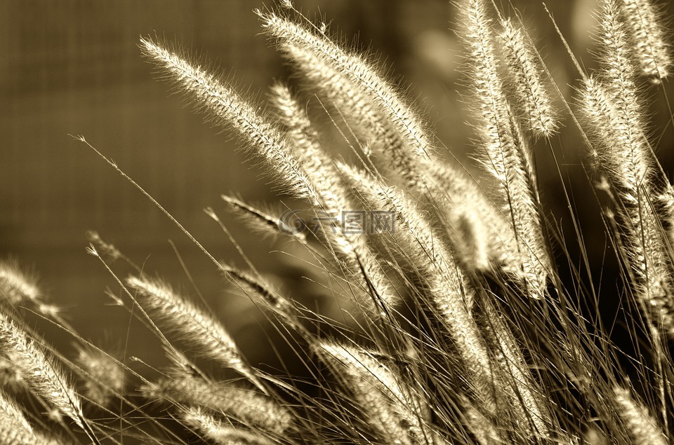 种子,自然,小麦