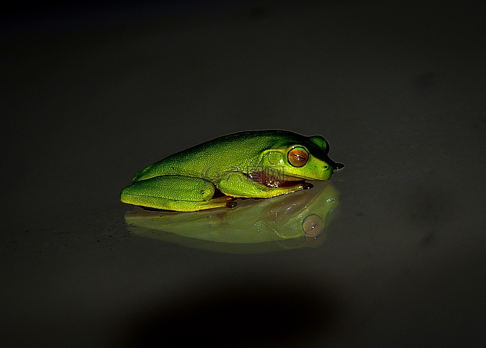 青蛙,野生动物,绿色