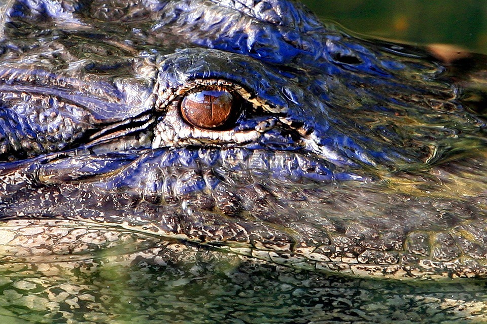 鳄鱼眼睛,头,野生动物