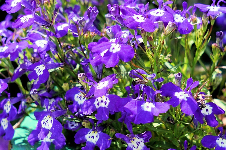 鲜花,精致的花朵,蓝色