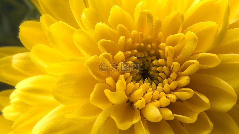 黄色的菊花,盛开,特写