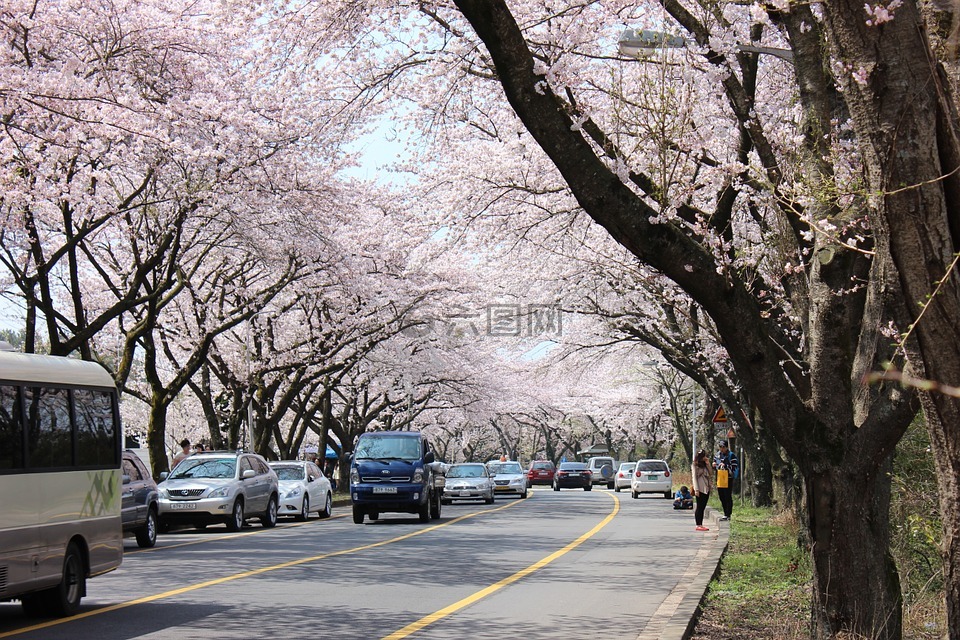 济州岛,樱花盛开,济州国立大学