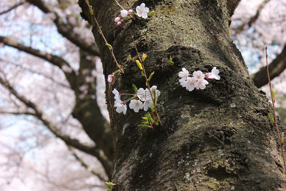 济州岛,樱花盛开,济州国立大学