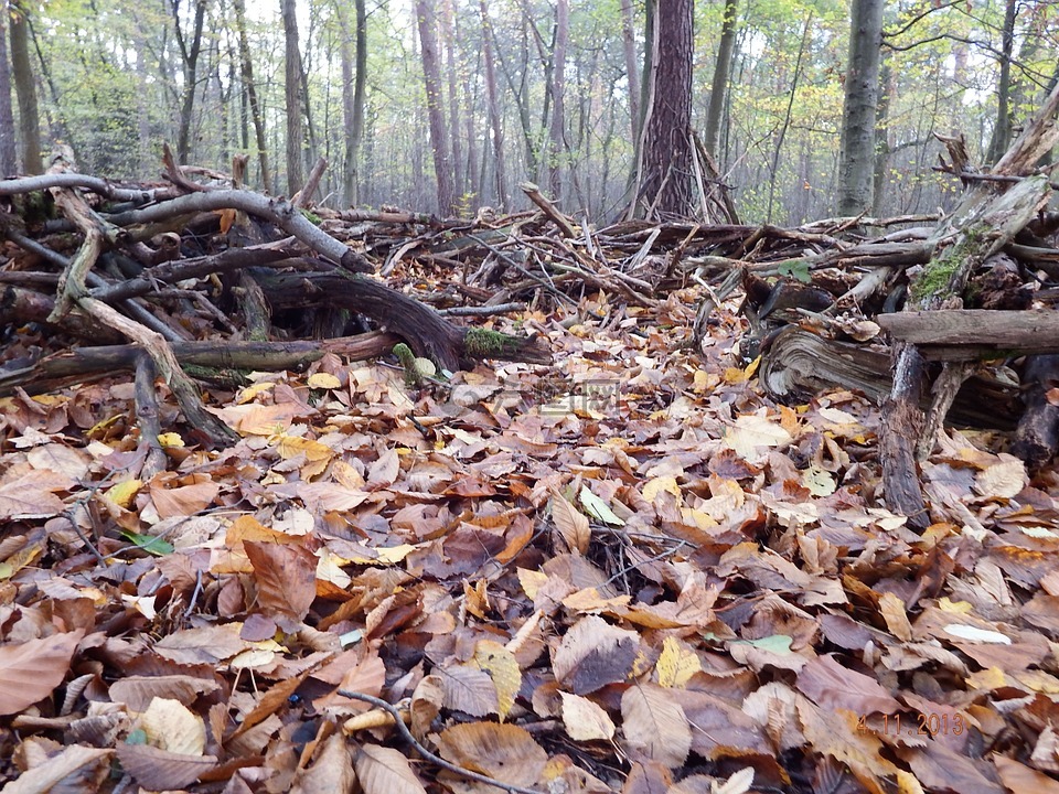 森林的地面,叶子,林林下