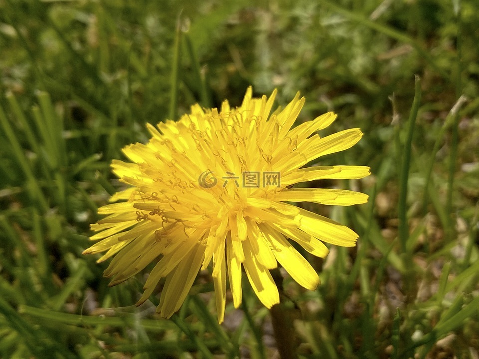 苦苣菜,草甸,夏天