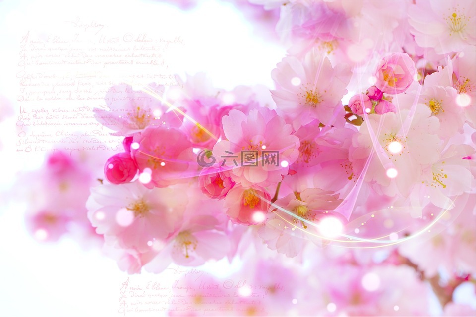 日本樱花树,浪漫,背景
