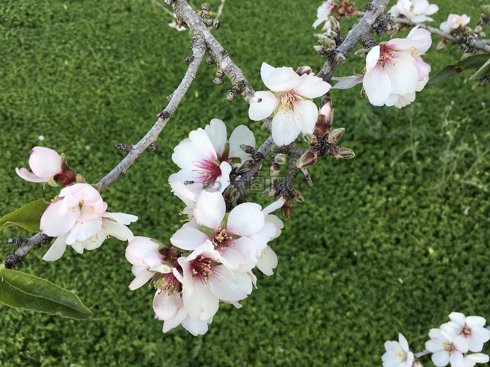 杏仁,花,花的