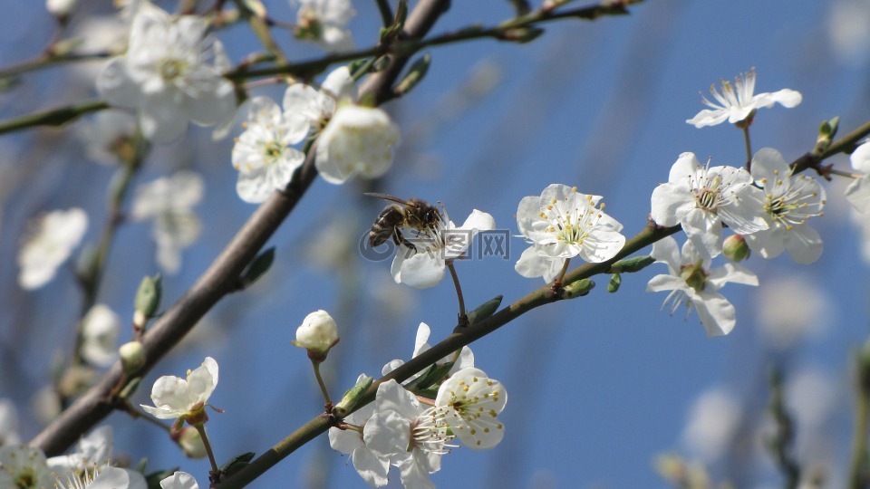 朵朵梅花,mirabelka,蜜蜂