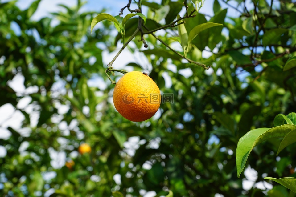 普通话,树,柑橘类水果