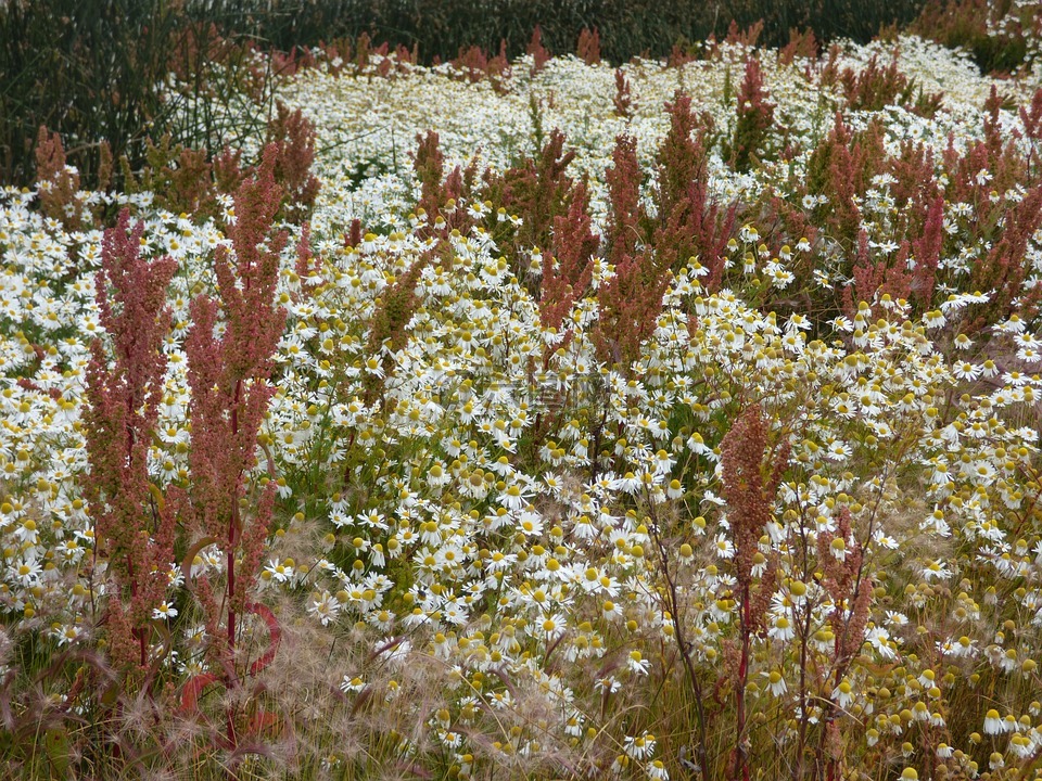 大草原,野花,巴塔哥尼亚