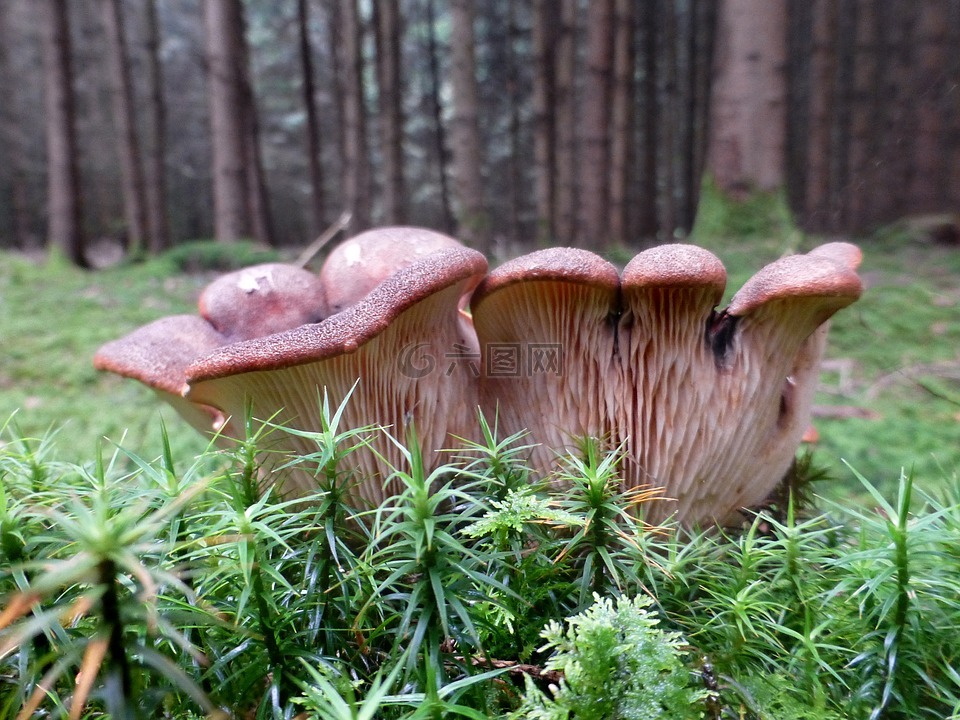蘑菇,光盘真菌,布朗