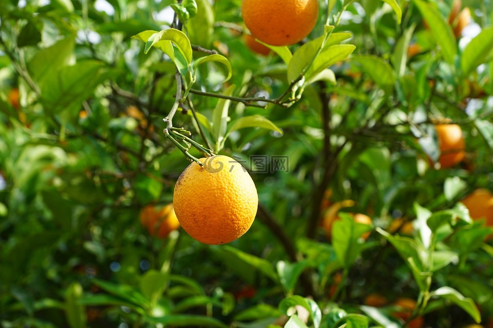 普通话,树,柑橘类水果