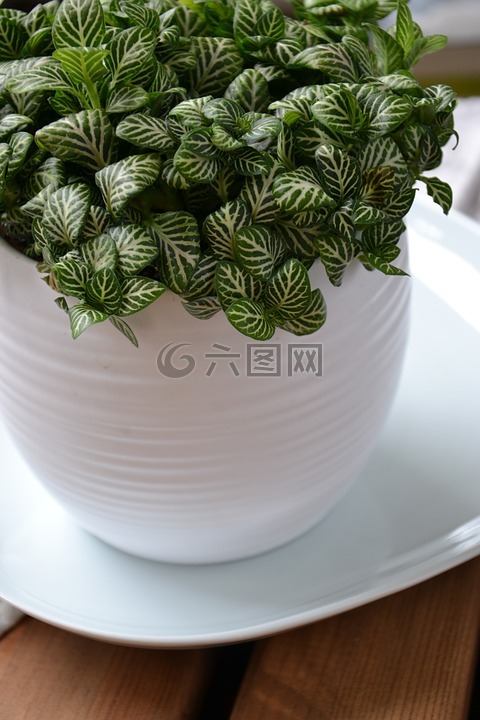 fittonia,室内盆栽植物,花