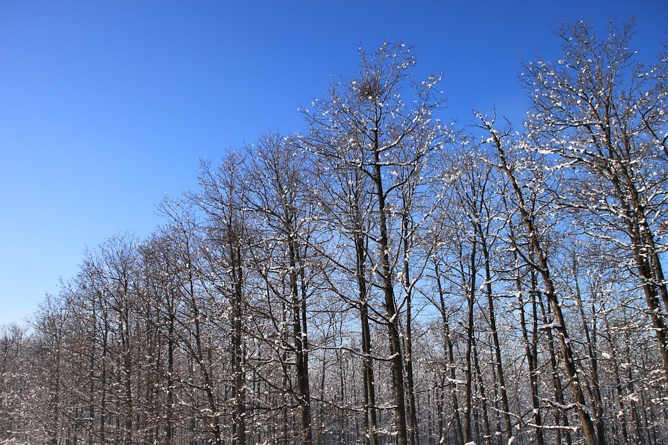 蓝色,冷,森林