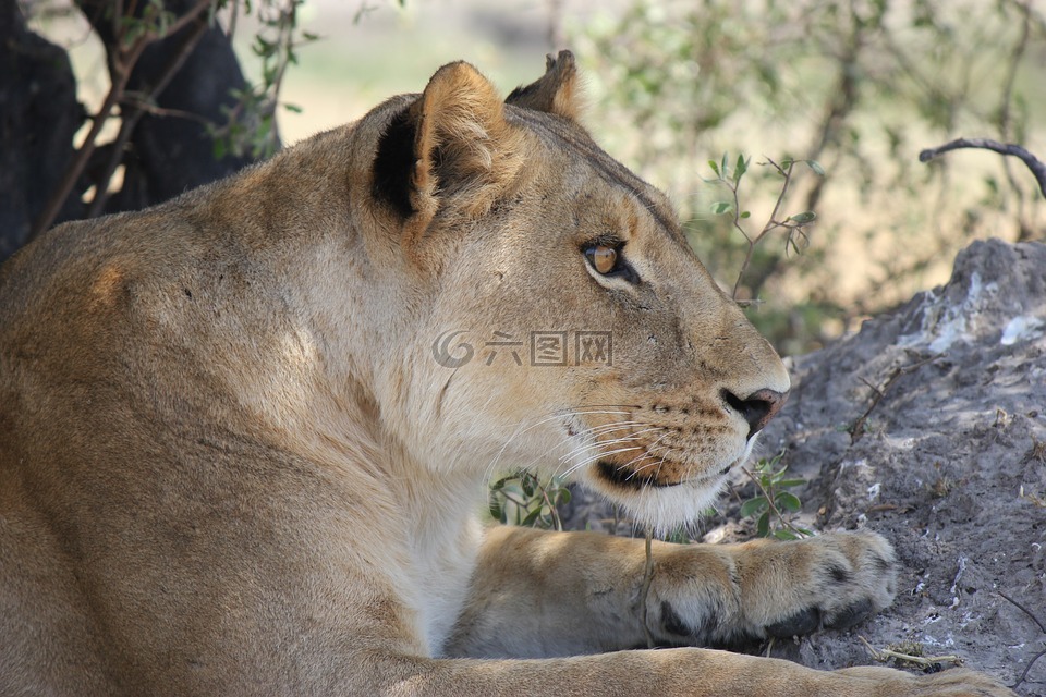 母狮,非洲,野生动物园