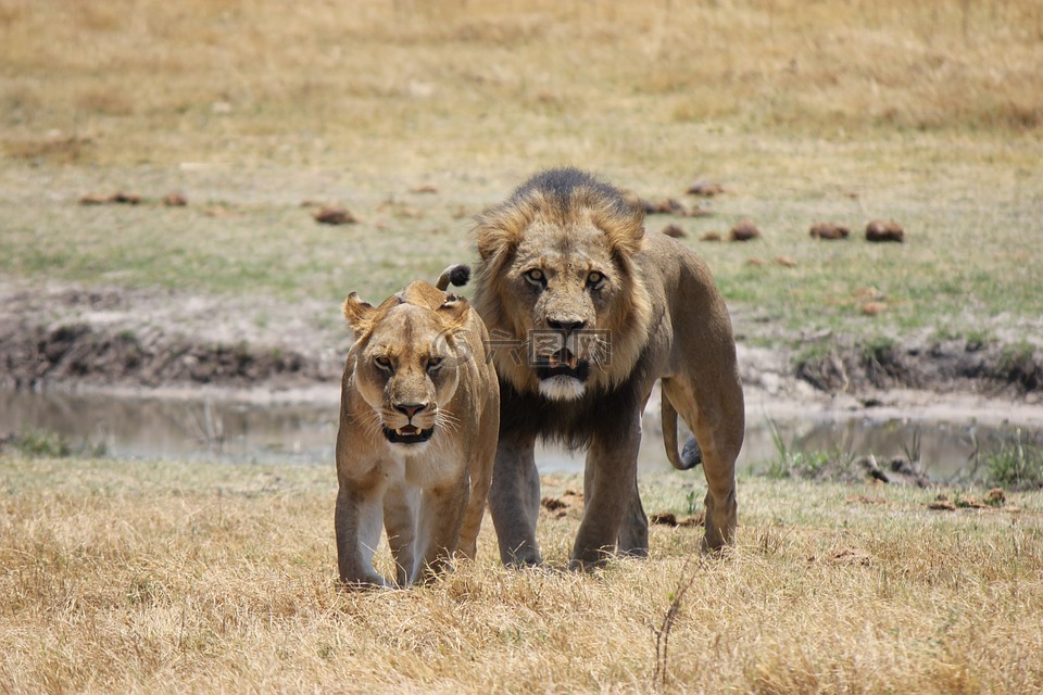 狮子,母狮,捕食