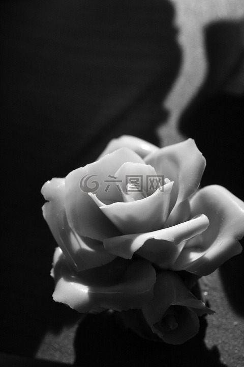 罗莎,花,黑白色