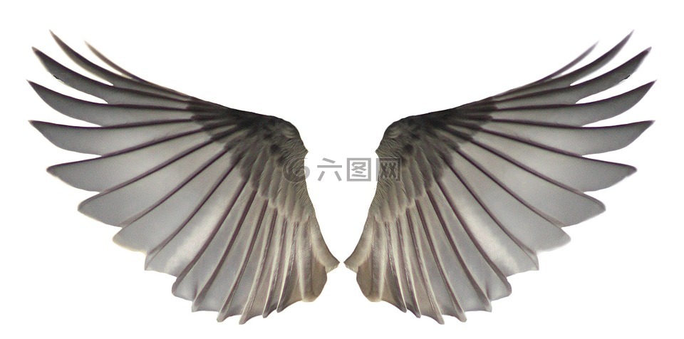 翅膀,羽毛,天使