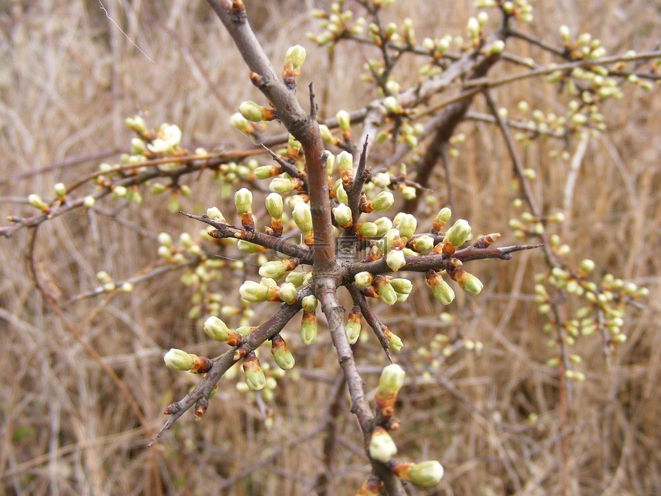 黑刺李,芽,鲜花