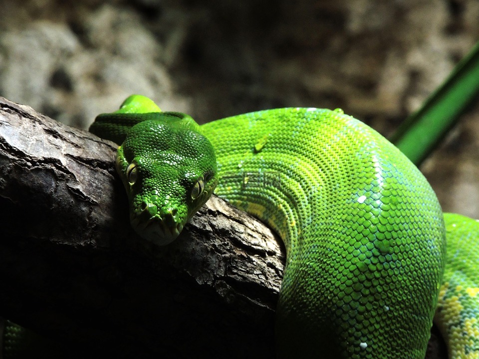 蛇,绿树蟒,爬行动物高清图库素材免费下载(图片编号:6779104)