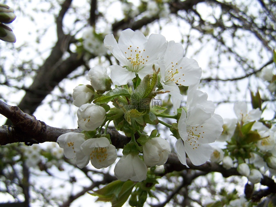 樱花树的花,白花,水果树