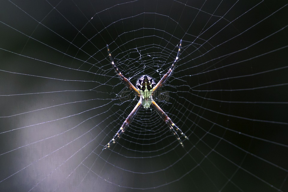 蜘蛛,web,自然