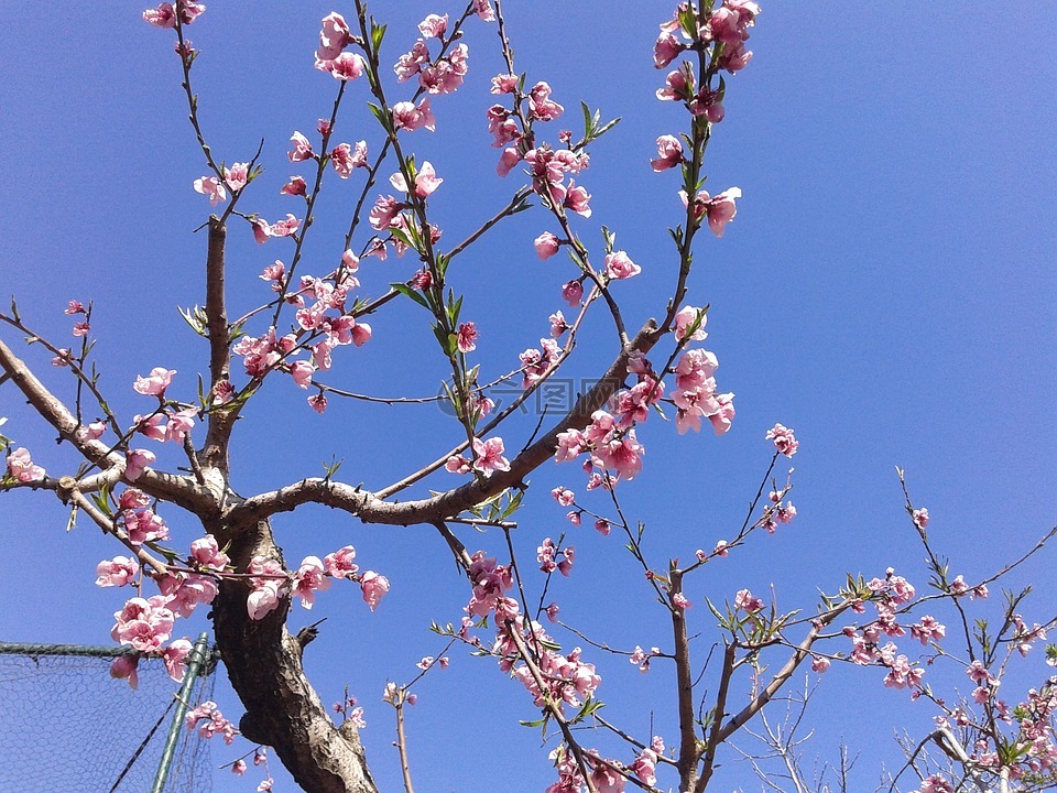 桃花,树,春