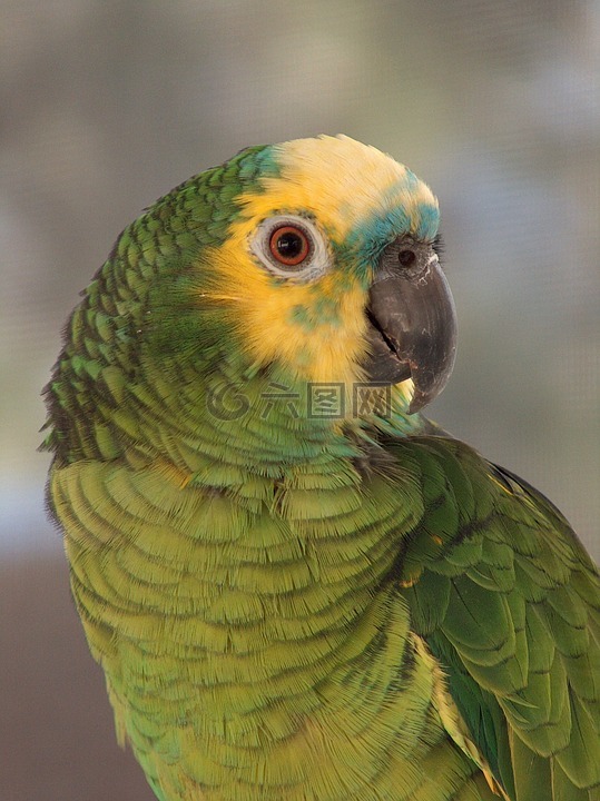 亚马逊蓝前台鹦鹉,肖像,鸟