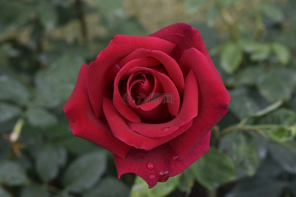 红玫瑰,花,香氛