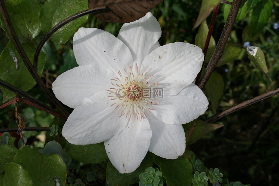 白,花,潔白的花朵